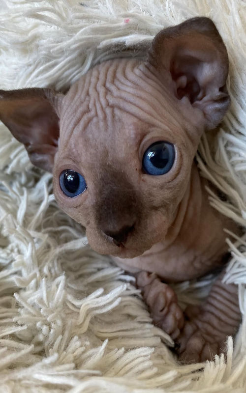 available shih tzu puppies