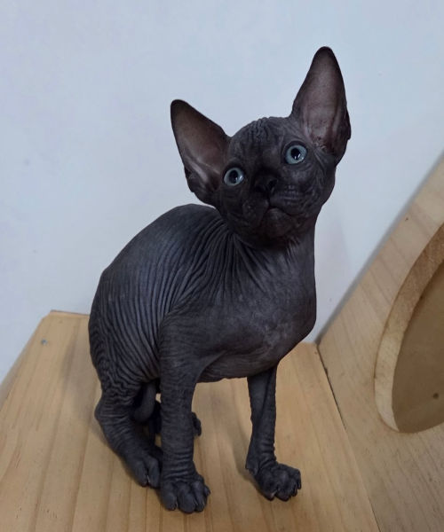 available shih tzu puppies