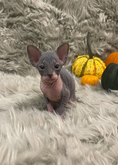 available shih tzu puppies