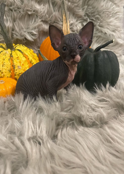 available shih tzu puppies