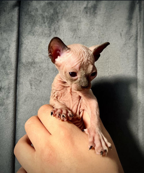 available shih tzu puppies