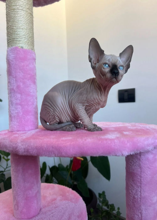 available shih tzu puppies