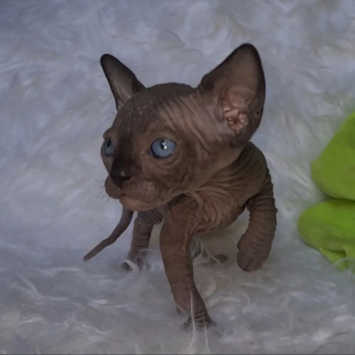 available shih tzu puppies