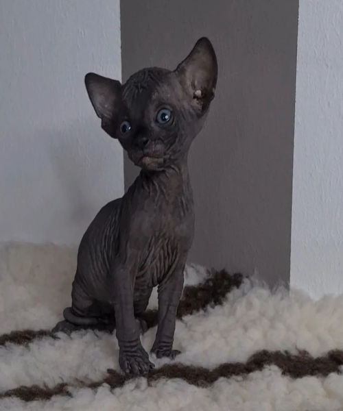 available shih tzu puppies