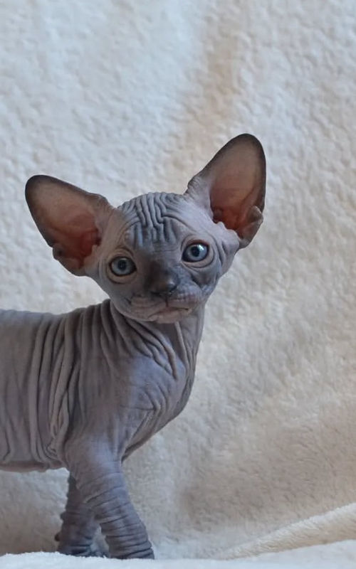 available shih tzu puppies