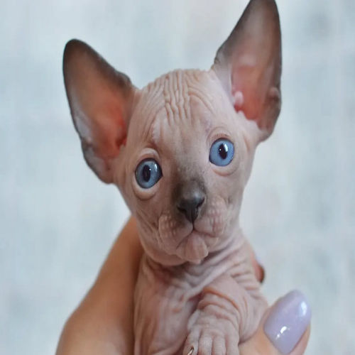 available shih tzu puppies