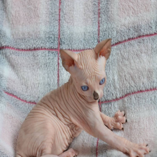 available shih tzu puppies