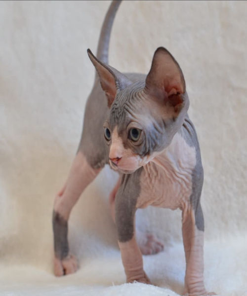 available shih tzu puppies