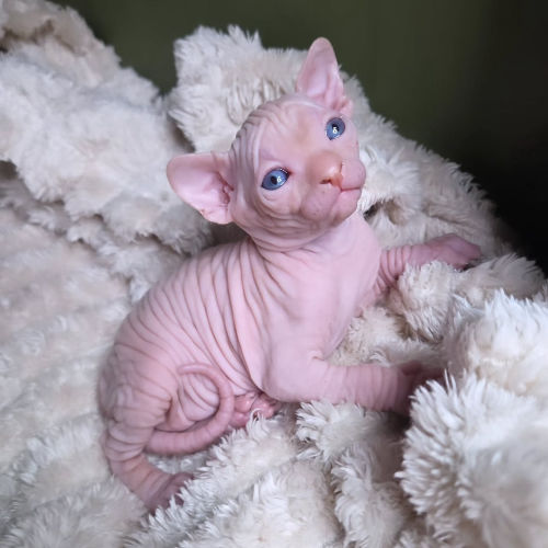 available shih tzu puppies