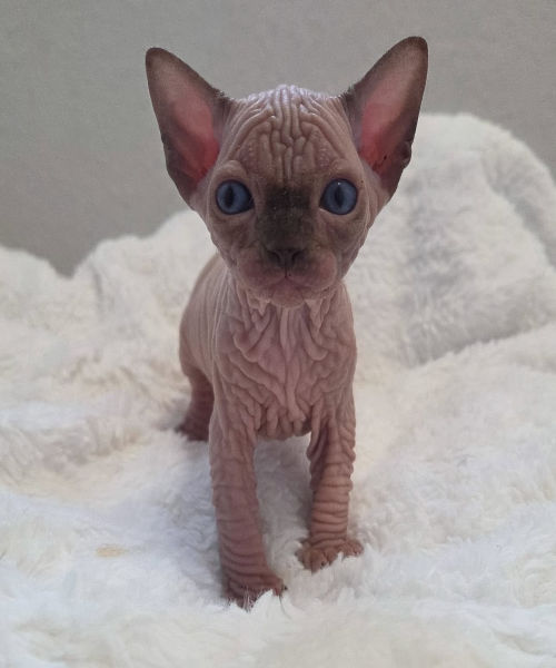 available shih tzu puppies